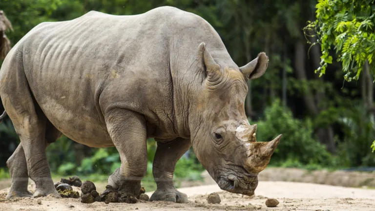 Haiwan Terancam Malaysia, 10 Spesies Paling Kritikal Yang Korang Mesti Tahu!