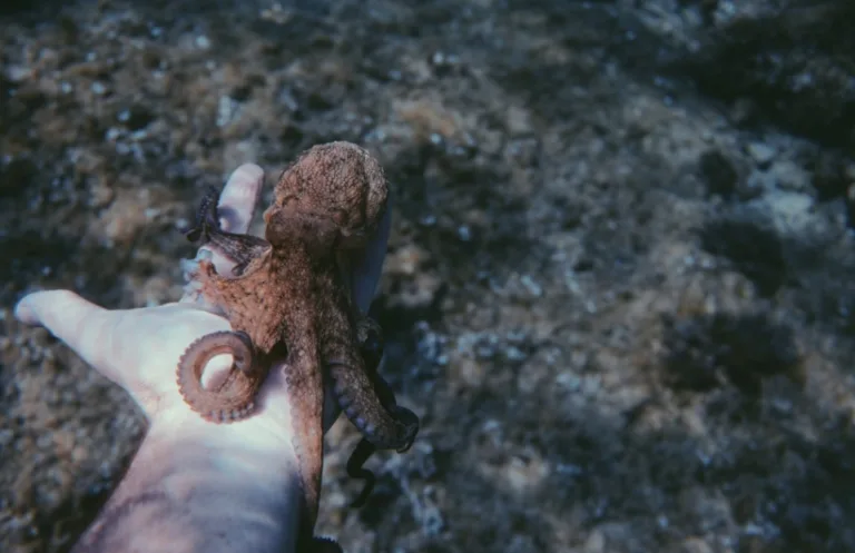 Kecil Tapi Ganas! 9 Haiwan Mini Paling Berbisa Di Dunia!