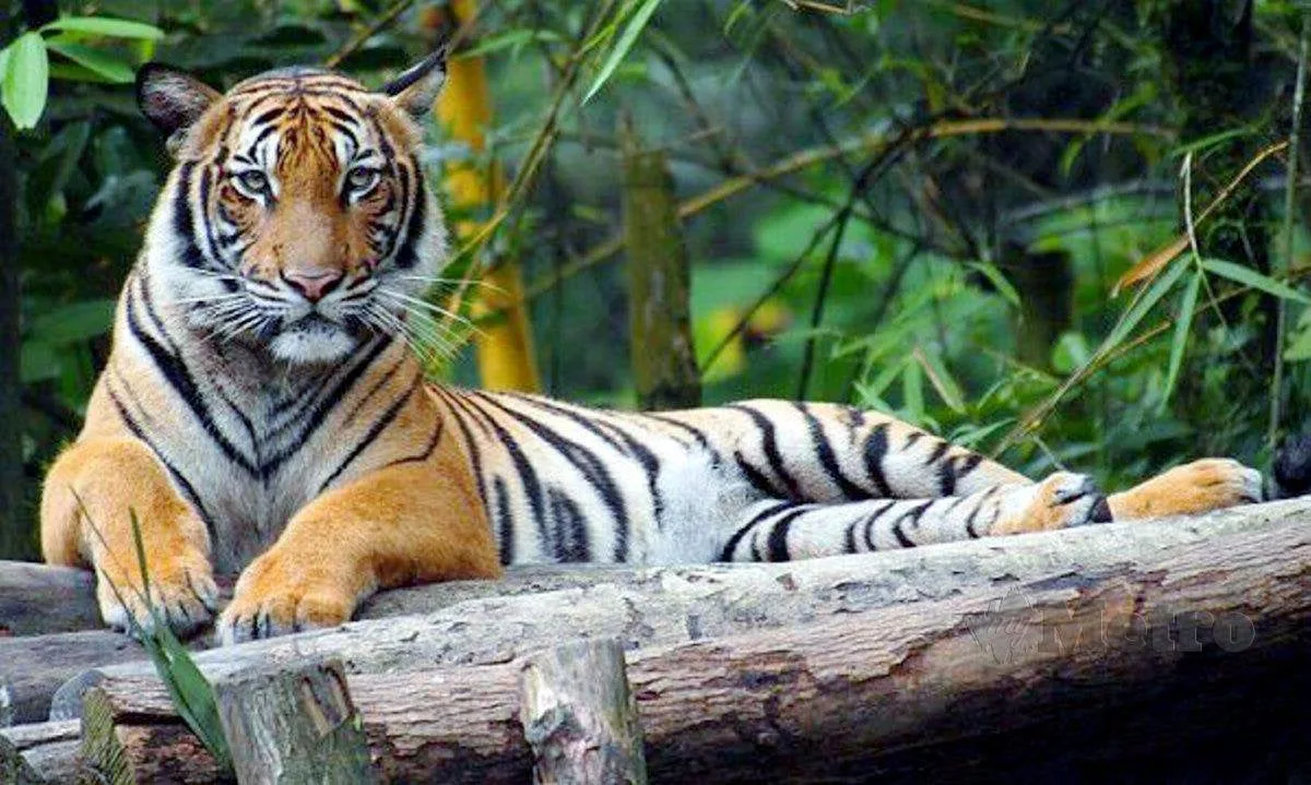 Haiwan Terancam Malaysia, 10 Spesies Paling Kritikal Yang Korang Mesti Tahu!