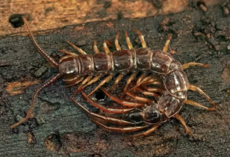 Kecil Tapi Ganas! 9 Haiwan Mini Paling Berbisa Di Dunia!