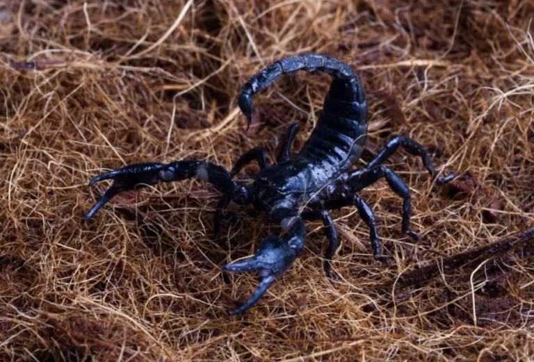 Kecil Tapi Ganas! 9 Haiwan Mini Paling Berbisa Di Dunia!