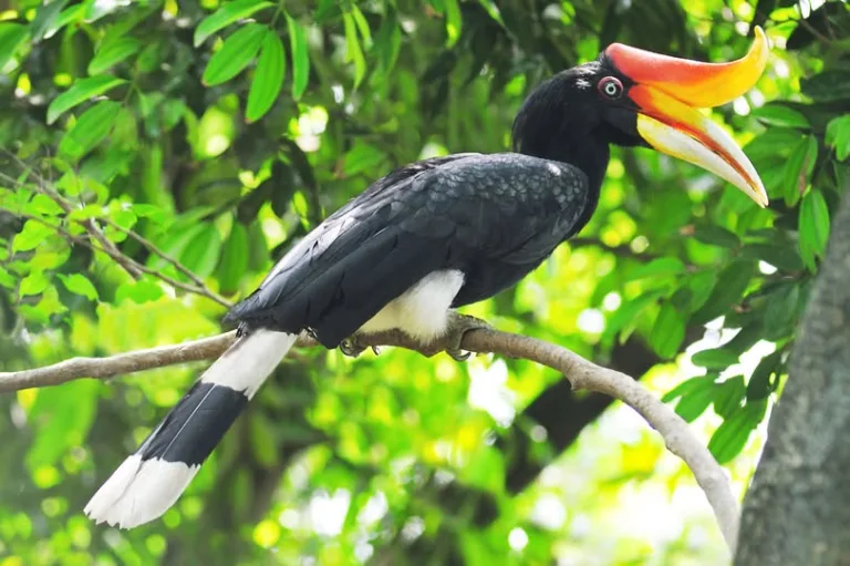 Haiwan Terancam Malaysia, 10 Spesies Paling Kritikal Yang Korang Mesti Tahu!