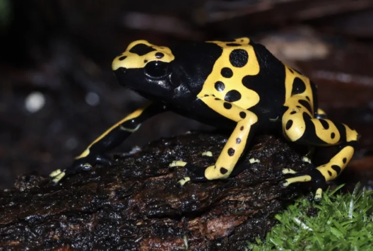 Kecil Tapi Ganas! 9 Haiwan Mini Paling Berbisa Di Dunia!