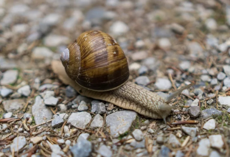 Kecil Tapi Ganas! 9 Haiwan Mini Paling Berbisa Di Dunia!