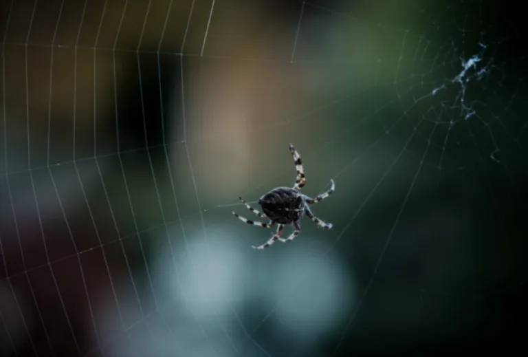 Kecil Tapi Ganas! 9 Haiwan Mini Paling Berbisa Di Dunia!