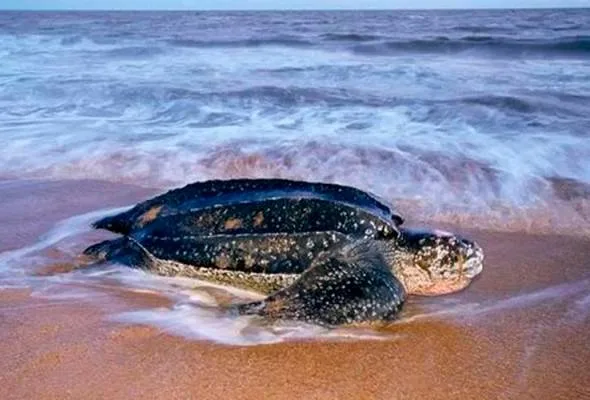 Haiwan Terancam Malaysia, 10 Spesies Paling Kritikal Yang Korang Mesti Tahu!