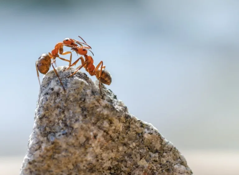 Kecil Tapi Ganas! 9 Haiwan Mini Paling Berbisa Di Dunia!
