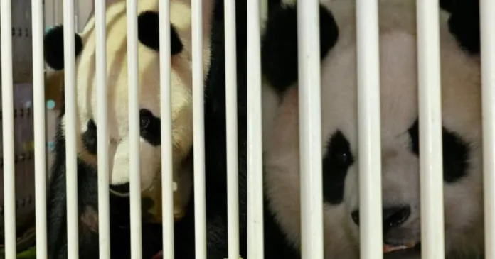 Copy of Untitled Design - 2025-11-19T101146.287