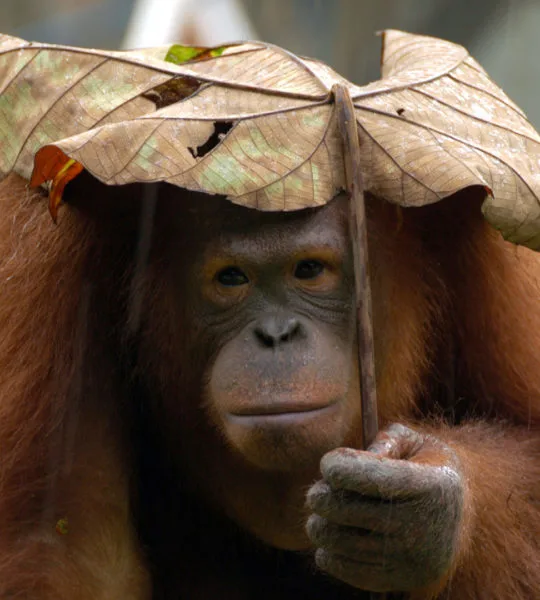 Haiwan Terancam Malaysia, 10 Spesies Paling Kritikal Yang Korang Mesti Tahu!