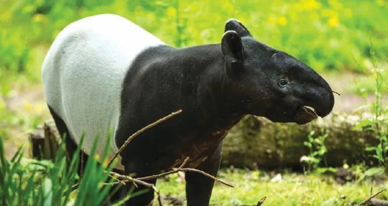 Haiwan Terancam Malaysia, 10 Spesies Paling Kritikal Yang Korang Mesti Tahu!