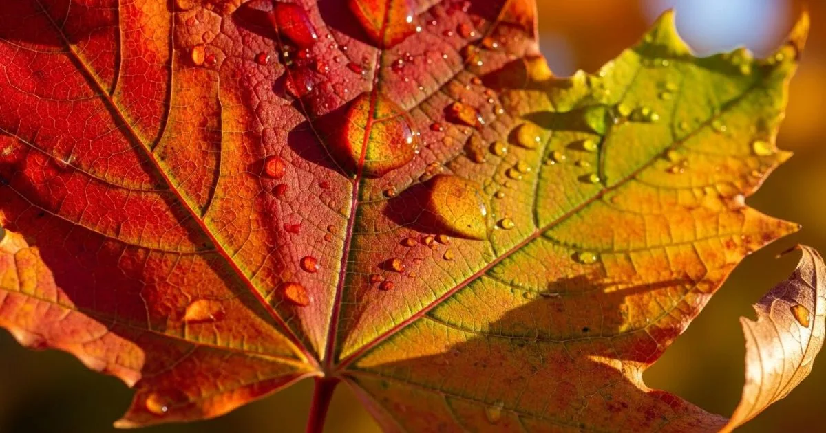Kenapa Daun Boleh Tukar Warna? Cantik Sangat! 6 Kenapa Daun Boleh Tukar Warna? Cantik Sangat!
