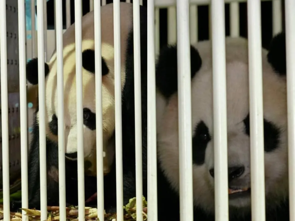 Panda Gergasi Chen Xing & Xiao Yue Dah Sampai Malaysia! 3 Panda Gergasi Chen Xing & Xiao Yue Dah Sampai Malaysia!